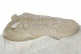 Rare, Partial Ptychopyge Trilobite - St Petersburg, Russia #363174-2